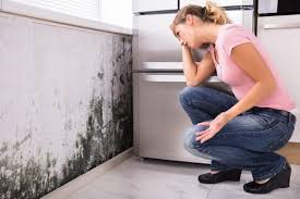 Why You Should Choose Our Mold Remediation Services in Mcgregor, TX